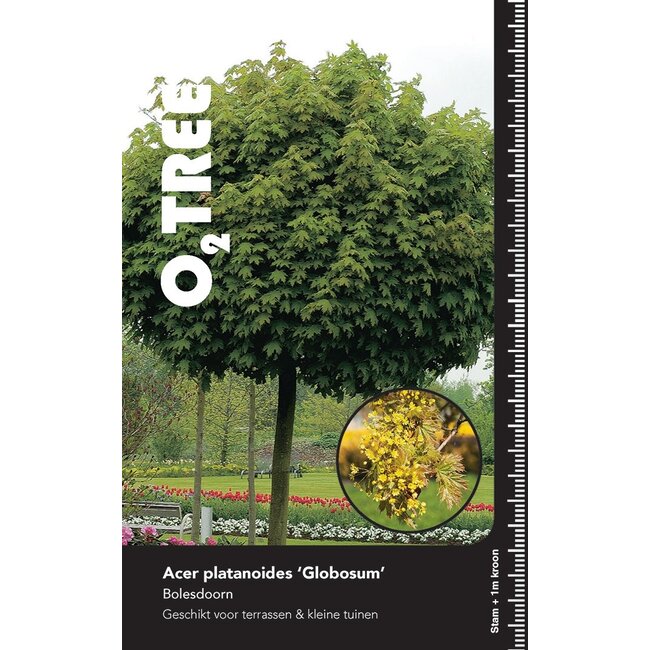 Esdoorn Acer platanoides Globosum C12 150cm stam