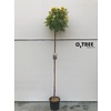 Esdoorn Acer Brilliantissimum C15 HT 6/8 210 cm stamhoogte