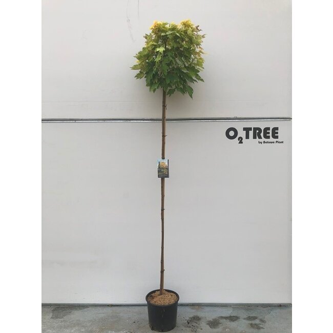 Esdoorn Acer Brilliantissimum C15 HT 6/8 210 cm stamhoogte