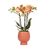 Oranje orchidee  in Jamaica met Scandic sierpot terracotta