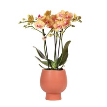 Kolibri Orchids Orchidee