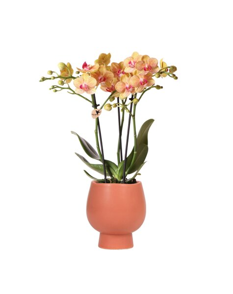 Kolibri Orchids Orchidee