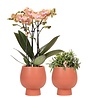 Planten set Scandic