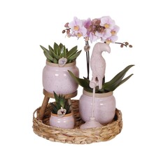 Kolibri Orchids Orchidee