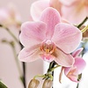 Roze Phalaenopsis orchidee in witte Face to Face sierpot