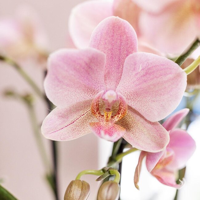 Roze Phalaenopsis orchidee in witte Face to Face sierpot