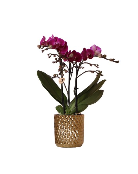 Kolibri Orchids Orchidee