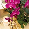 Paarse orchidee  Morelia met Diamond sierpot goud