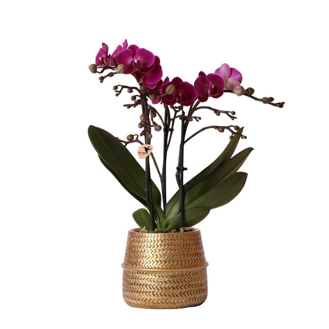 Paarse orchidee Morelia met Groove sierpot goud