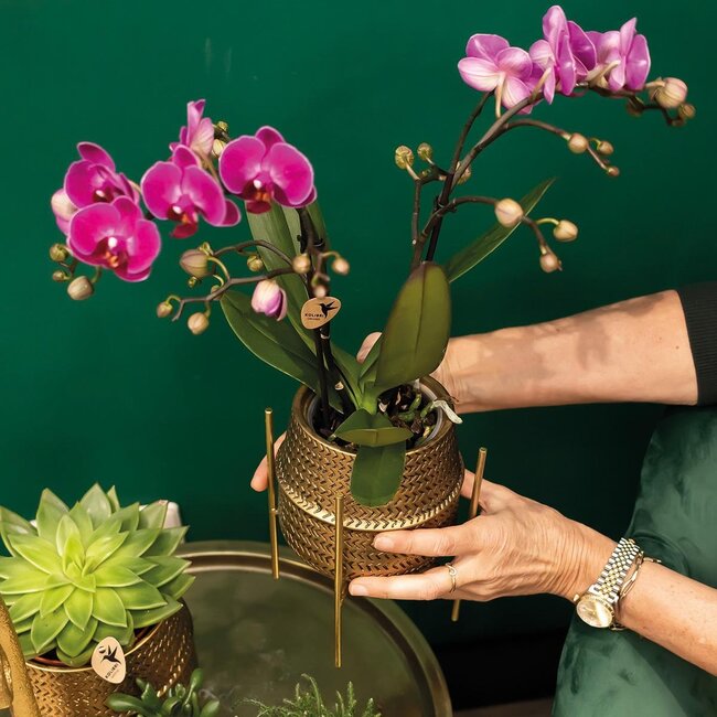 Paarse orchidee Morelia met Groove sierpot goud