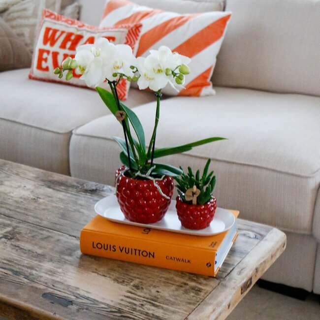 Plantenset Optimisme small| Groene planten met witte Phalaenopsis orchidee in Optimism sierpotten en witte dienblad