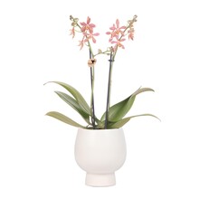 Kolibri Orchids Orchidee