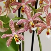 Orchidee Spider in Scandic wit