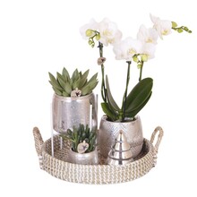 Kolibri Orchids Orchidee