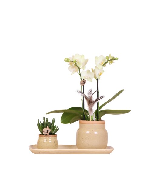 Kolibri Orchids Orchidee