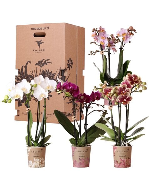 Kolibri Orchids Orchidee