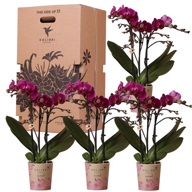 Surprise box met orchideeën met 1 kleur