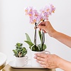 Surprise box met orchideeën met 1 kleur
