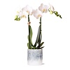 Orchidee Amabilis met Sky pot
