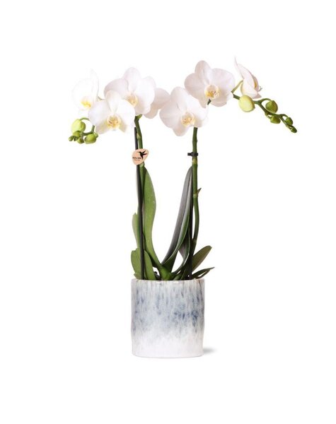 Kolibri Orchids Orchidee