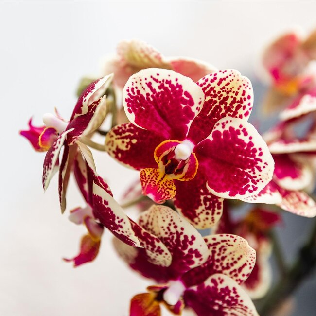 Geel rode phalaenopsis orchidee met Spain + Bee pot