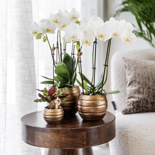 Geel rode phalaenopsis orchidee met Spain + Bee pot