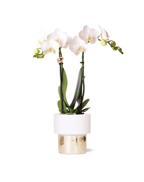 Kolibri Orchids Orchidee