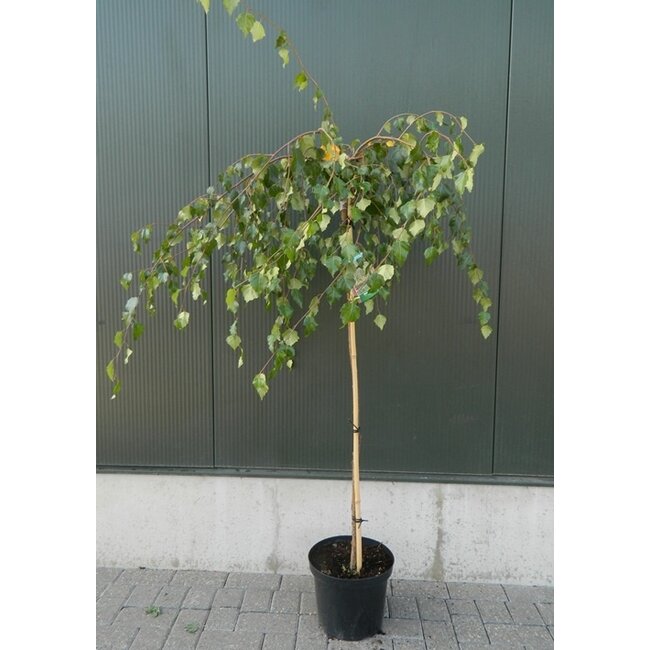 Berk Betula Youngii C12 120cm stam