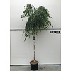 Berk Betula Youngii C20 6/8 200 cm stam