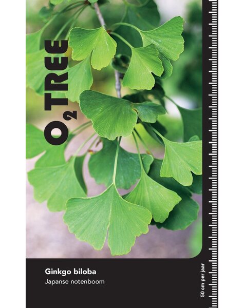 Ginkgo