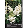 Hortensia Hydrangea Candlelight ® C10 120cm.st.