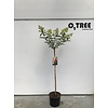 Hortensia Hydrangea Vanille-Fraise C10 120cm.st.