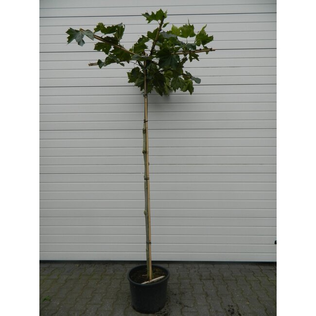 Esdoorn Platanus acerifolia CO 35 HT 10/12 Dakvorm kruis