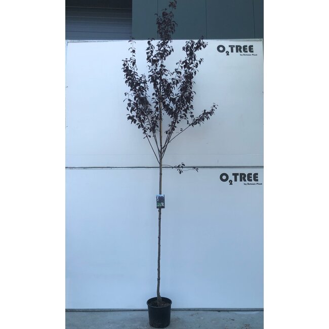 Portugese laurier Prunus Nigra C15 6/8 180 cm stam