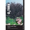 Portugese laurier Prunus cerasifera Nigra 8/10 in cont.