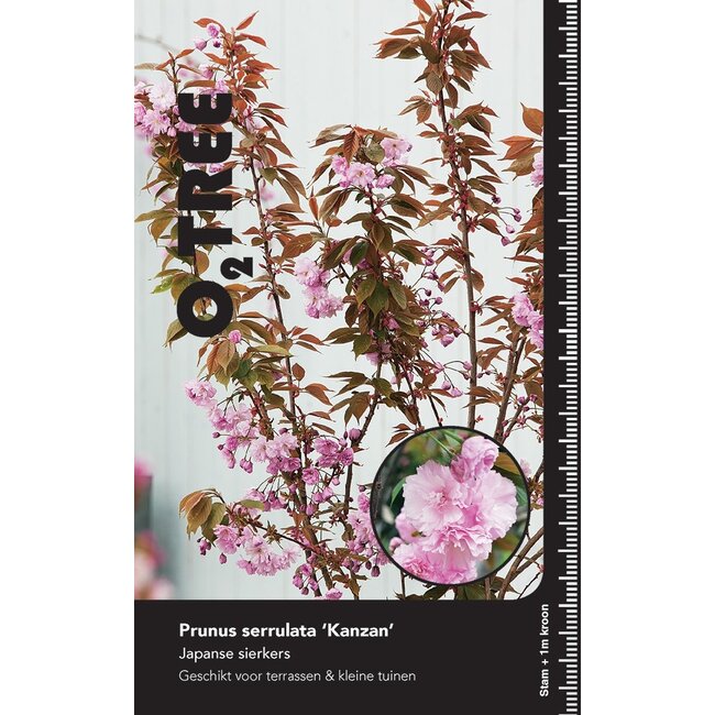 Portugese laurier Prunus Kanzan C15 6/8 200cm stam