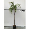 Portugese laurier Prunus Kiku-shidare C15 6/8 200cm stam