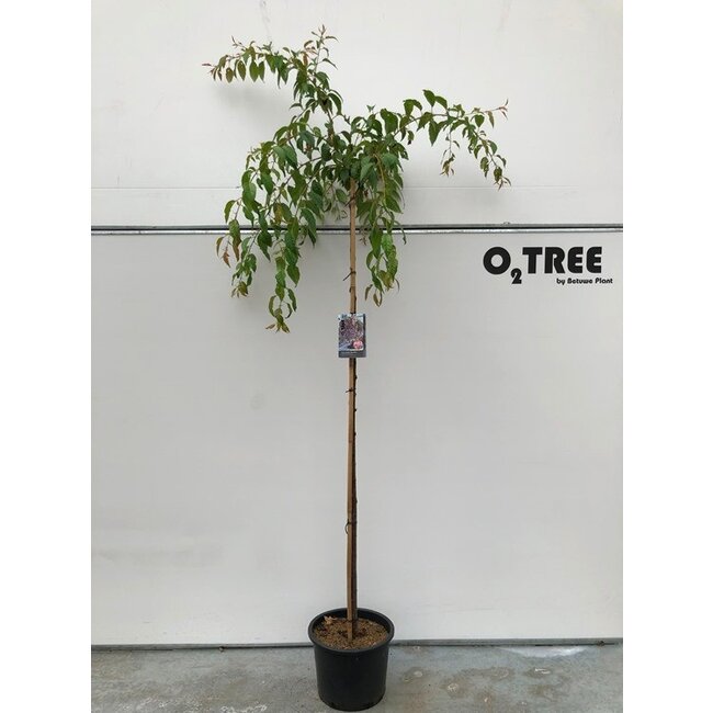 Portugese laurier Prunus Kiku-shidare C15 6/8 200cm stam