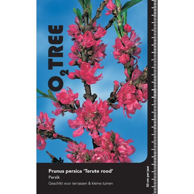 Portugese laurier Prunus Terute C 10 200-250
