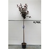 Portugese laurier Prunus serrulata Royal Burgundy C 12 Hoogstam 180cm.st