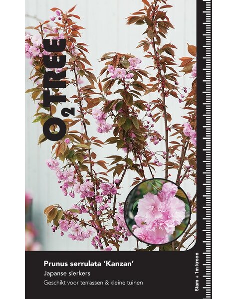 Prunus