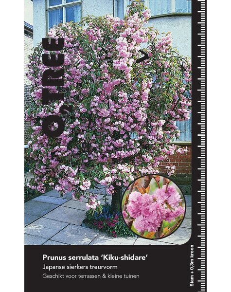 Prunus