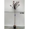 Portugese laurier Prunus Royal Burgundy C15 6/8 200cm stam