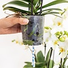 Witte orchideeënset in Cotton Basket incl. waterreservoir
