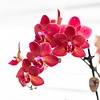 Rode Phalaenopsis orchidee Congo met Diabolo travertine