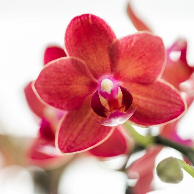 Rode Phalaenopsis orchidee Congo met Diabolo travertine