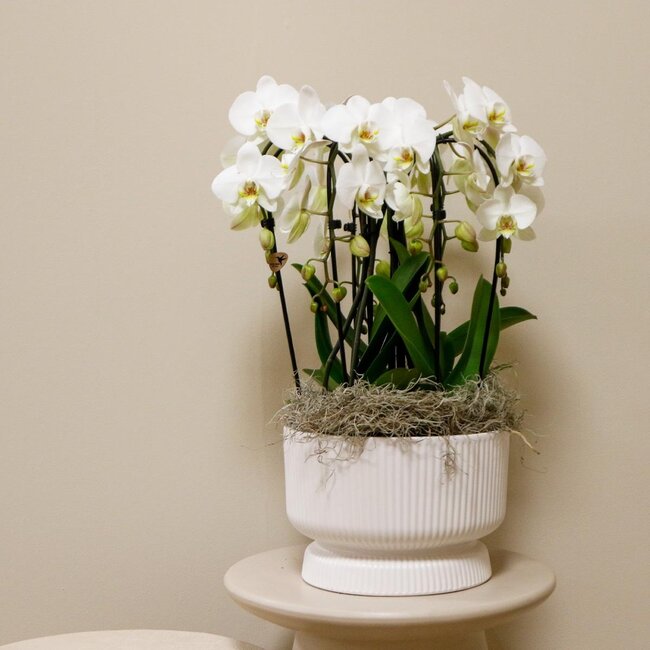Witte orchideeënset in Diabolo white dish incl. waterreservoir