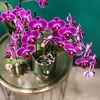 Paarse phalaenopsis orchidee in Morelia Classy green