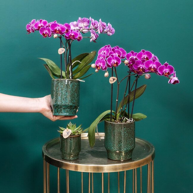 Paarse phalaenopsis orchidee in Morelia Classy green