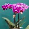 Paarse phalaenopsis orchidee in Morelia Classy green